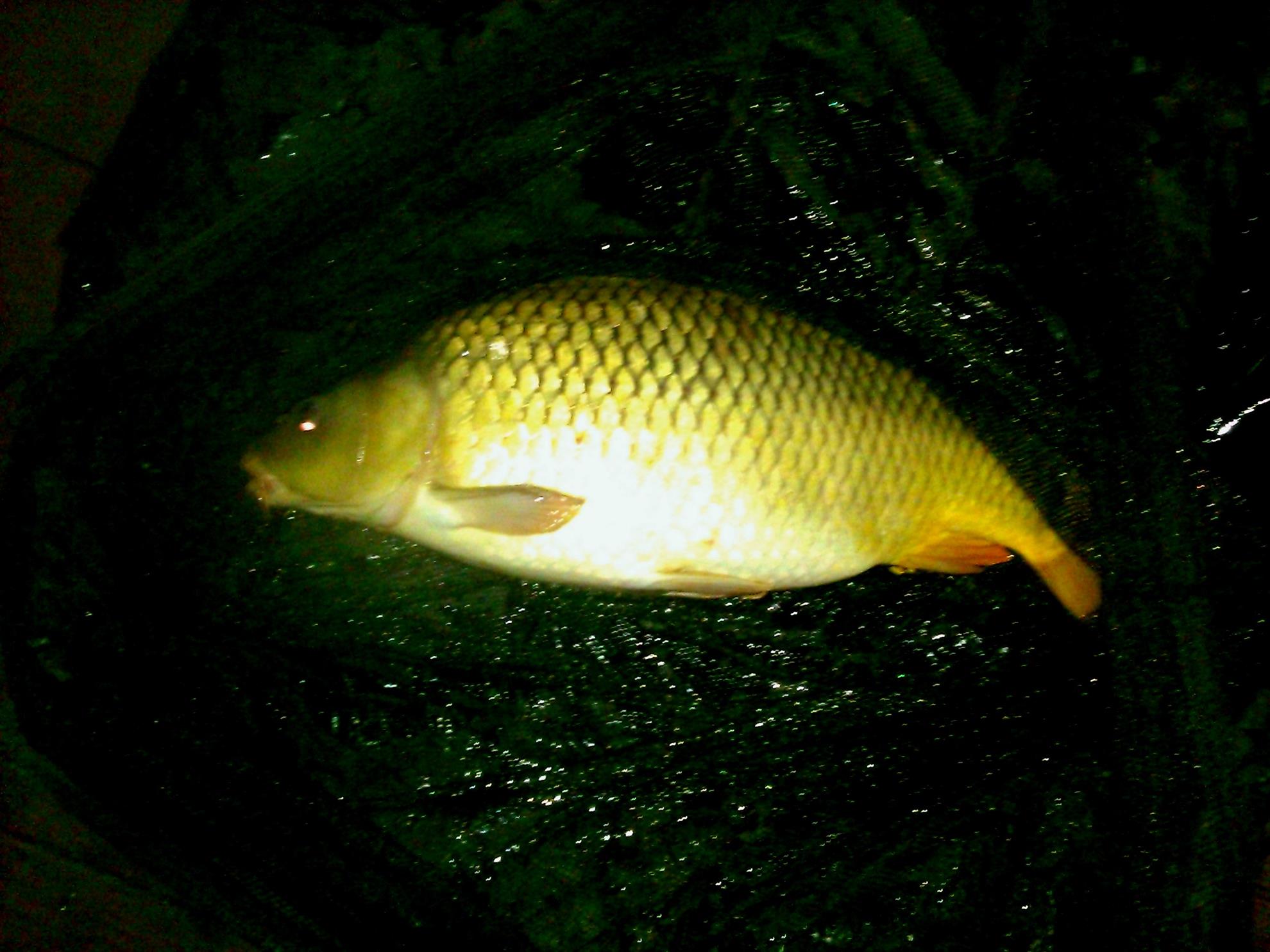 Moara Vlasiei 2 22 - 23 mar. - wp20130322002.jpg